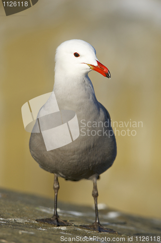 Image of Heerman's Gull, Larus heermanni