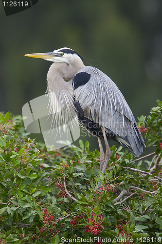 Image of Great Blue Heron, Ardea herodias