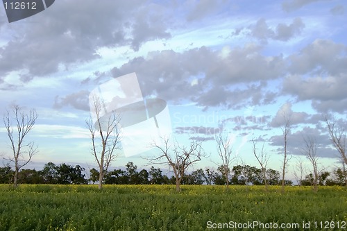 Image of Dead Tree Landscape