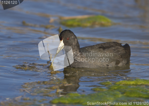 Image of American Coot