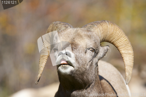 Image of Bighorn Sheep