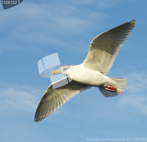 Image of Glaucous Gull, Larus hyperboreus