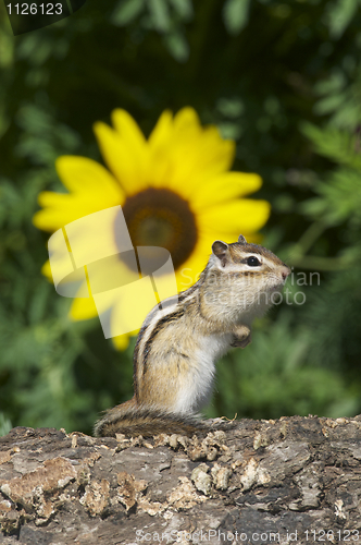 Image of Siberian Chipmunk