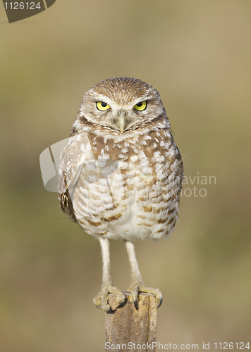 Image of Burrowing Owl, Athene cunicularia