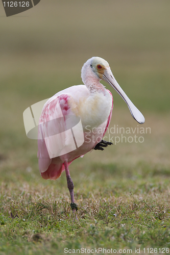 Image of Roseate Spoonbill, Platalea ajaja