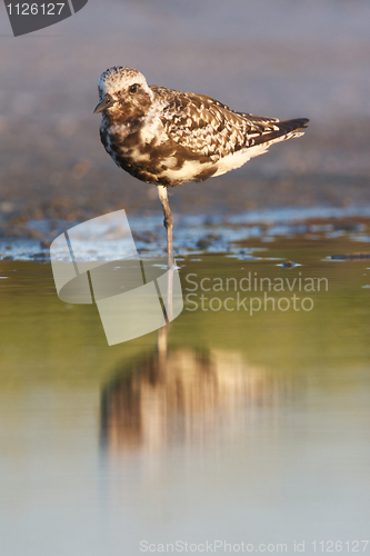 Image of Black-bellied Plover, Pluvialis squatorola