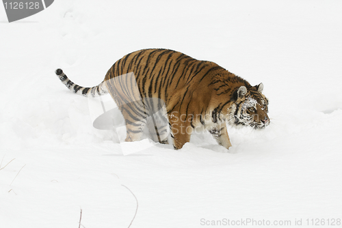 Image of Amur Tiger