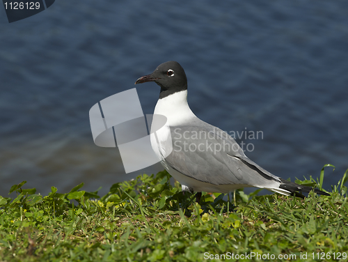 Image of Laughing Gull, Larus atricilla