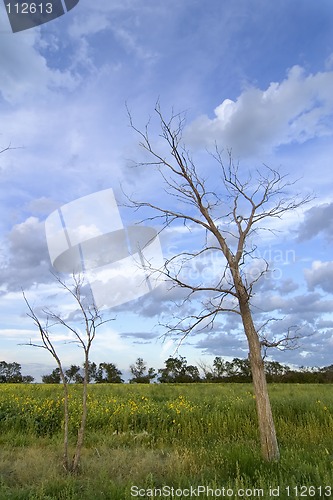 Image of Dead Tree Landscape