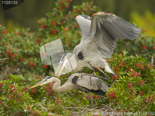 Image of Great Blue Heron, Ardea herodias