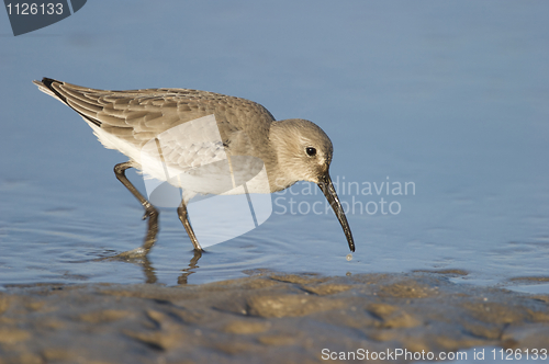 Image of Dunlin, Calidris alpina