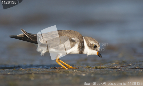 Image of Semipalmated Plover, Charadrius semipalmatus