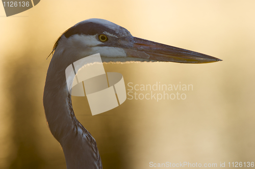 Image of Great Blue Heron, Ardea herodias