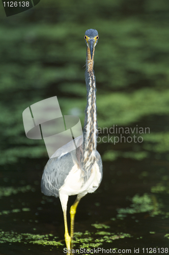 Image of Tricolor Heron, Egretta tricolor