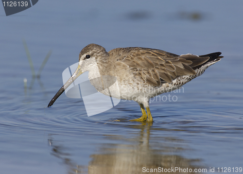 Image of Short-billed Dowitcher, Limnodromus griscus