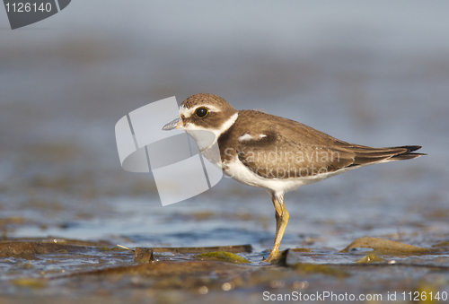 Image of Semipalmated Plover, Charadrius semipalmatus