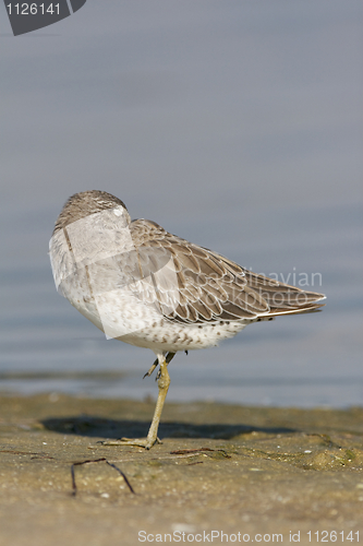 Image of Short-billed Dowitcher, Limnodromus griscus