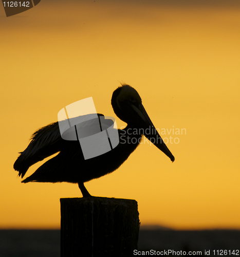 Image of Brown Pelican, Pelecanus occidentalis