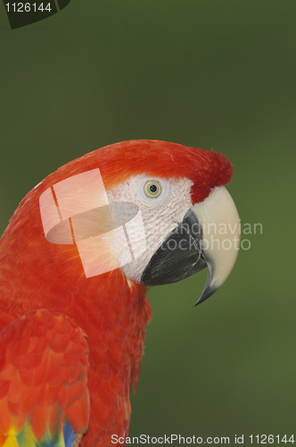 Image of Macaw, Ara severa