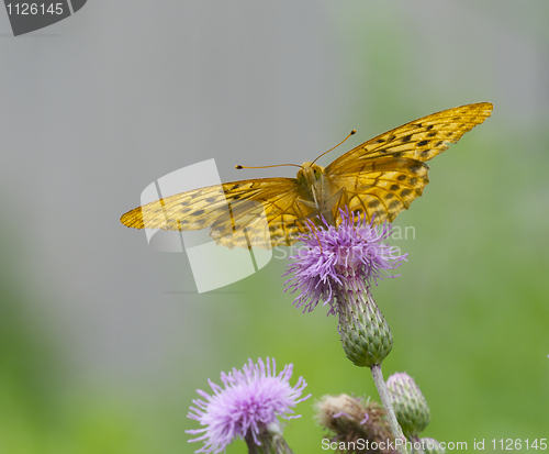 Image of Orange and Black Butterfly 