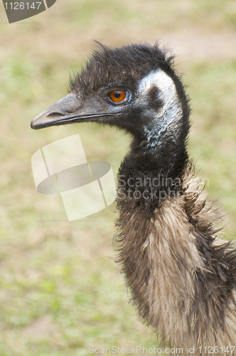 Image of Emu portrait 