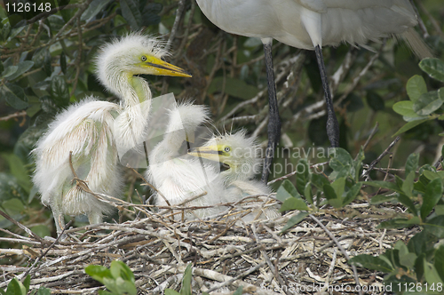 Image of Great Egret, Ardea alba