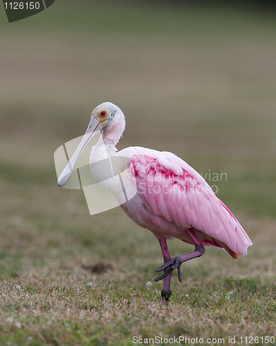 Image of Roseate Spoonbill, Platalea ajaja