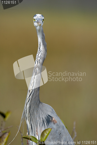 Image of Great Blue Heron, Ardea herodias