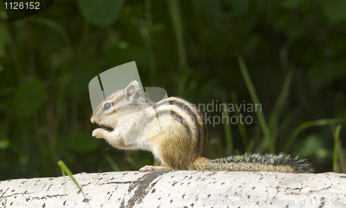 Image of Siberian Chipmunk