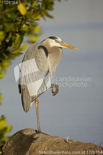 Image of Great Blue Heron, Ardea herodias