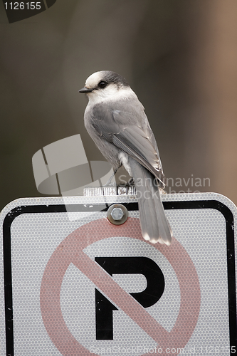 Image of Gray Jay