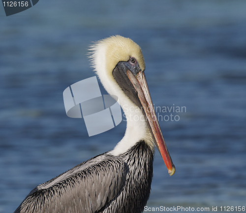 Image of Brown Pelican, Pelecanus occidentalis