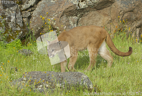 Image of Mountain Lion