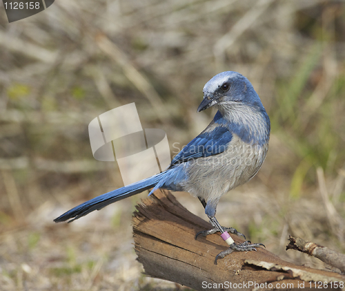 Image of Scrub Jay