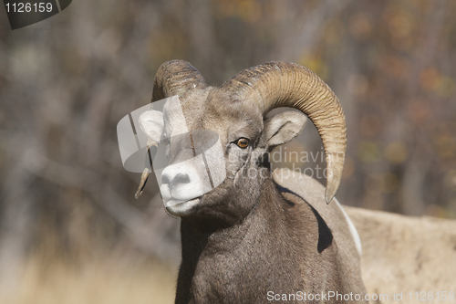 Image of Big Horn Sheep 