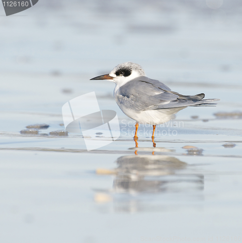 Image of Forster's Tern, Sterna forsteri