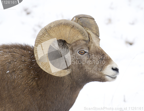 Image of Bighorn Sheep