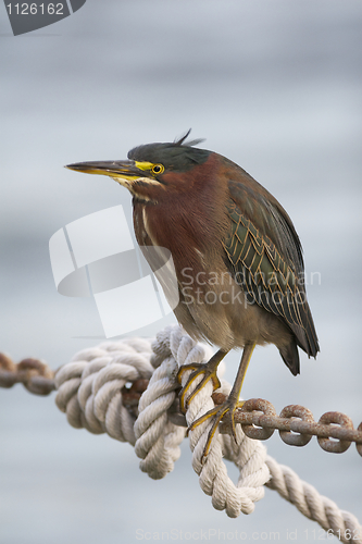 Image of Green Heron, Butorides virescens