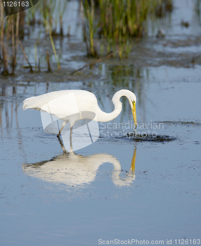 Image of Great Egret, Ardea alba