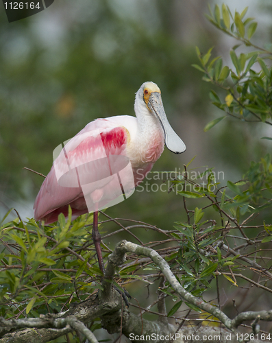 Image of Roseate Spoonbill, Platalea ajaja