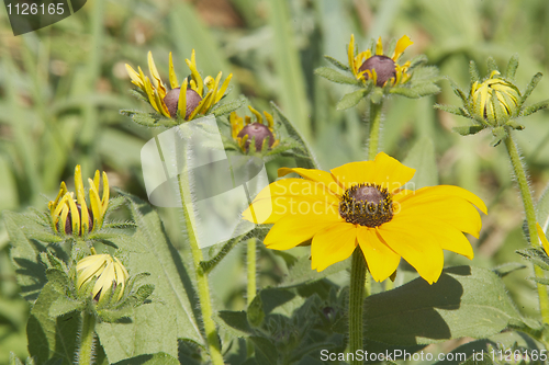 Image of Yellow Flowers with flower buds