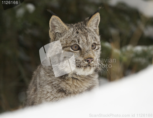 Image of Lynx