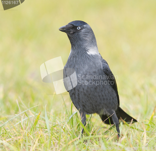 Image of Jackdaw