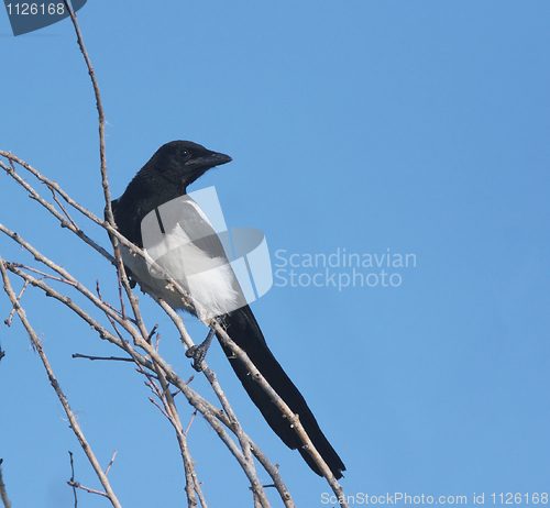 Image of Black-bill Common Magpie 