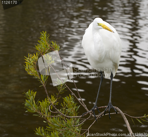 Image of Great Egret, Ardea alba