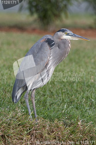 Image of Great Blue Heron, Ardea herodias