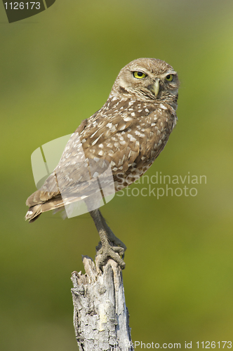 Image of Burrowing Owl, Athene cunicularia