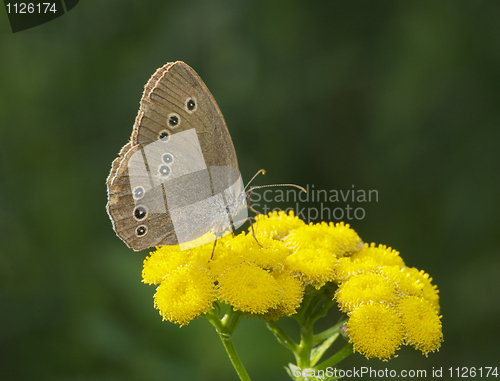 Image of Spotted Brown Butterfly