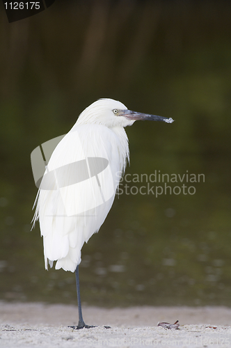 Image of Reddish Egret, Egretta rufescens