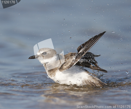Image of Wilson's Plover, Charadrius wilsonia